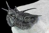 Devil Horned Cyphaspis Walteri Trilobite #108686-4